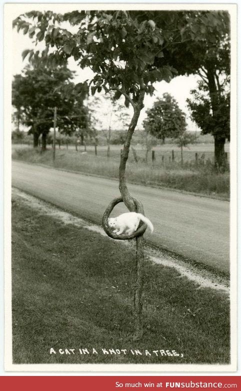 A cat in a knot in a tree