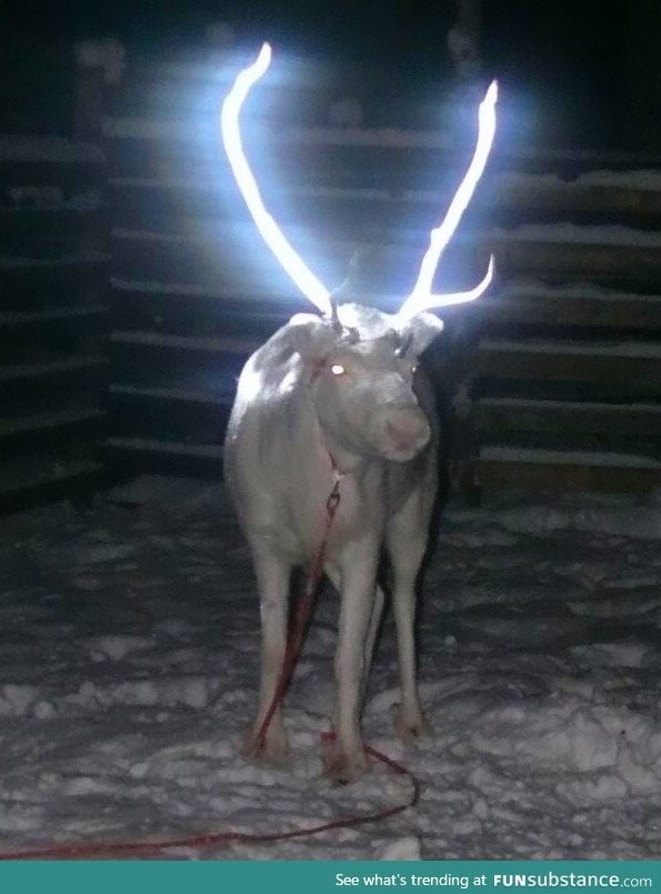 Reindeer antlers sprayed with reflective paint to reduce traffic accidents in Lapland,