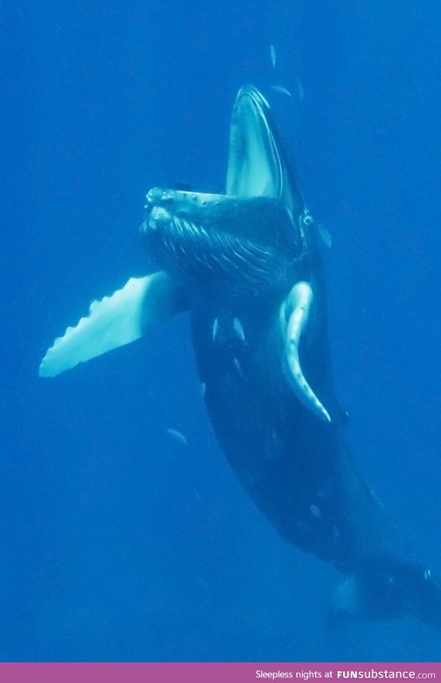 This is what a whale looks like with its mouth open