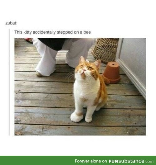Poor kitty
