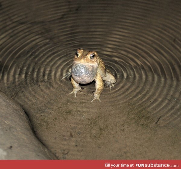 Toad ripples water with its call