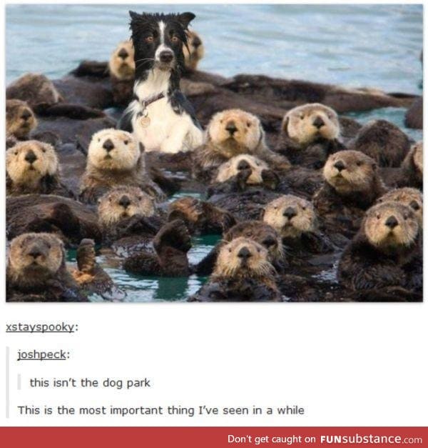 He should get otter there