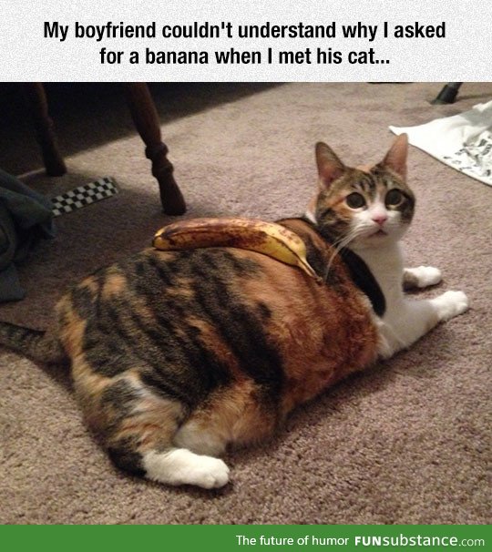 Banana for kitty scale