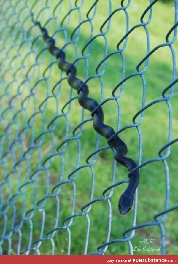 How a snake uses a fence