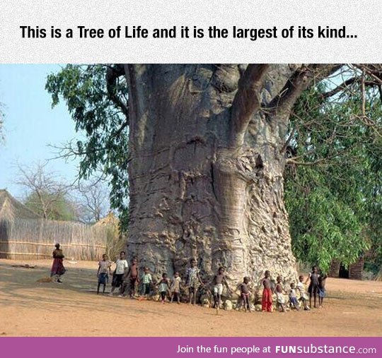 Majestic tree of life