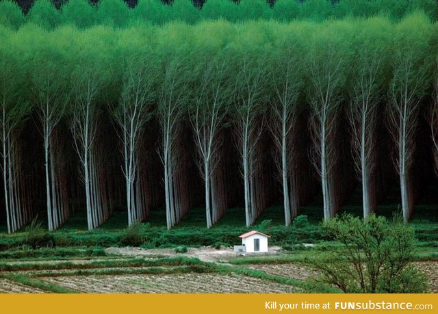 Man made forest - tree farm
