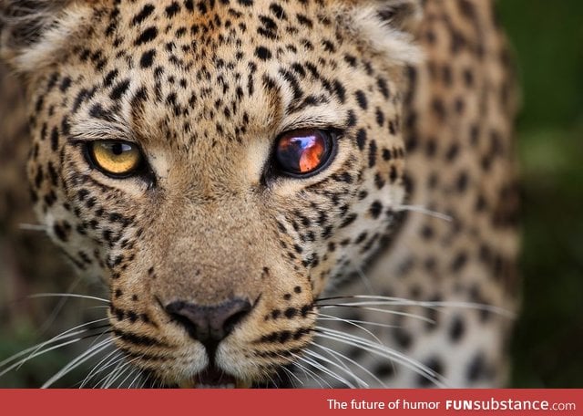 Leopard with a damaged eye