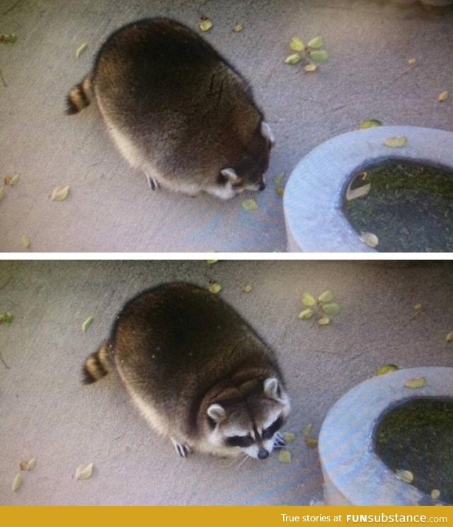 For anyone who's having a rough day, here's a fat raccoon to take your troubles away.