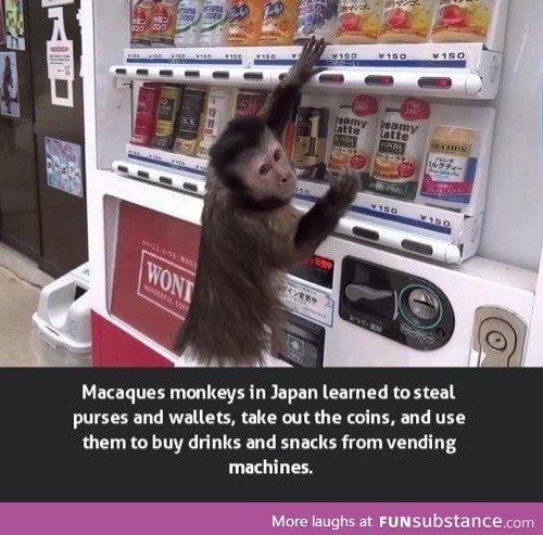 Clever monkey