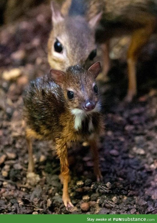 This is a one day old mouse deer
