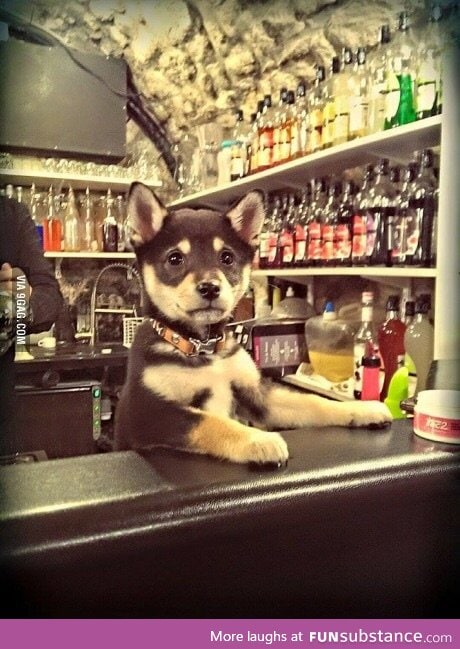 You look like you're having a ruff day. Can I get you a drink?