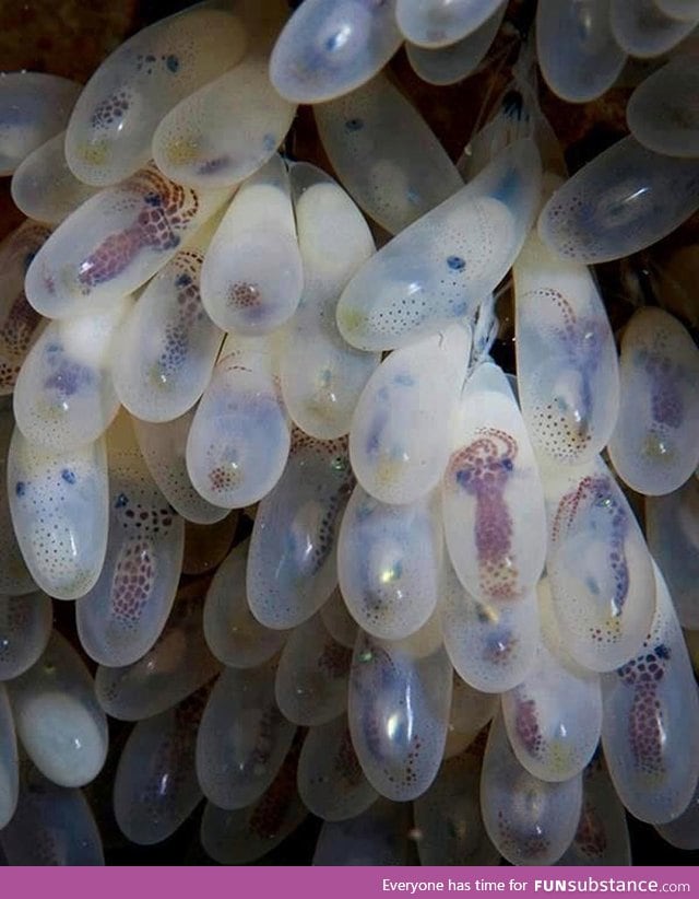 Octopus eggs