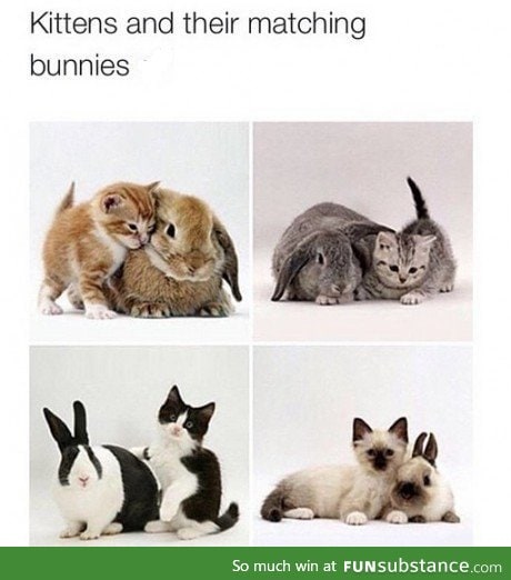 Matching kittens and bunnies