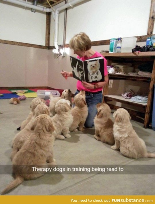 Tiny therapy dogs in training