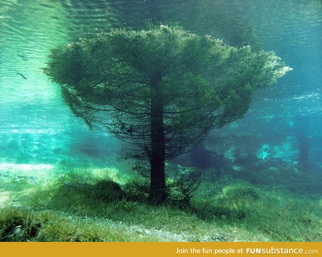 Submerged tree in Austria's Green Lake