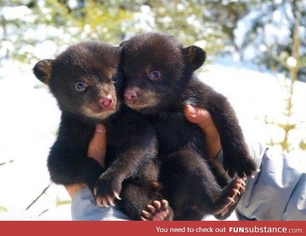 Day 157 of your daily dose of cute: These are bears.