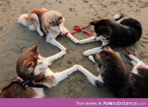 Huskies trying to summon satan