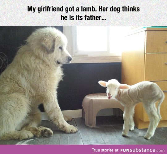 Lamb, I am your father