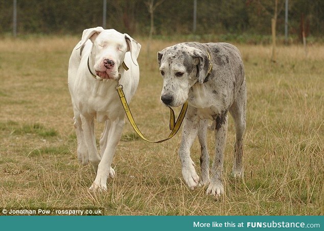 A dog’s seeing eye dog