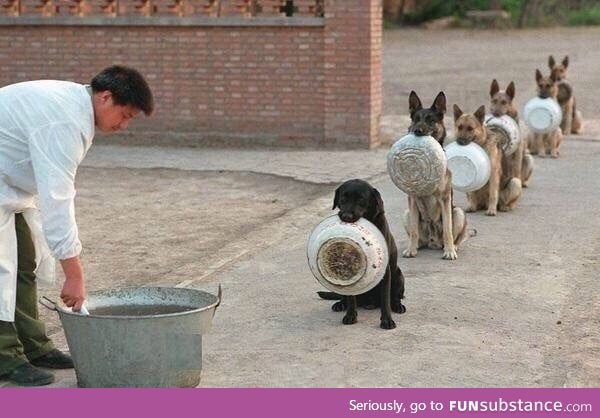 Police dogs waiting for dinner in China