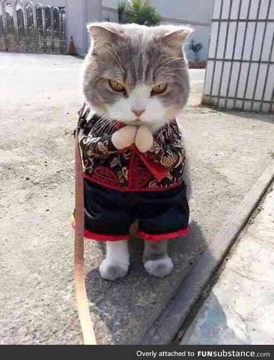 Samurai cat