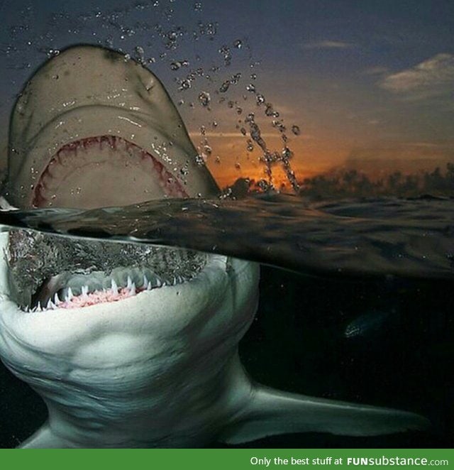 SHARK!