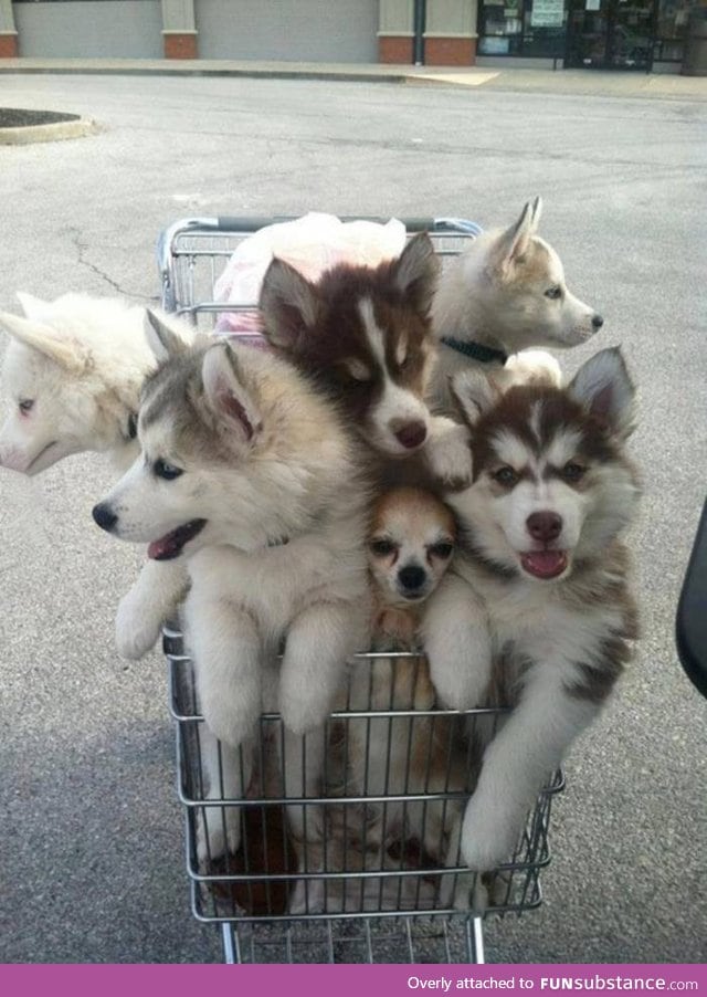 This trolley of puppies