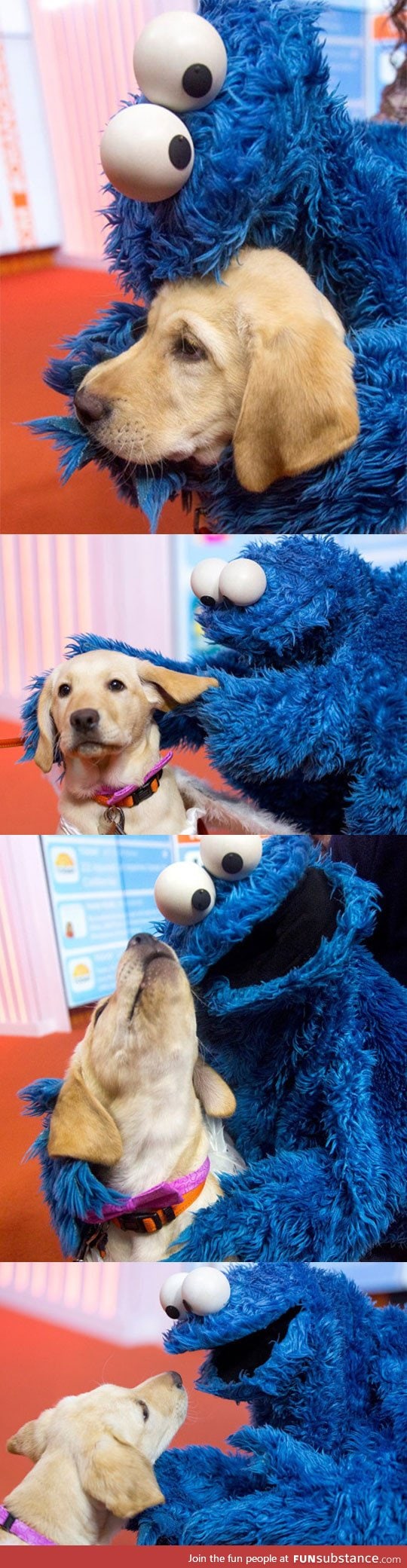 Dog meets cookie monster