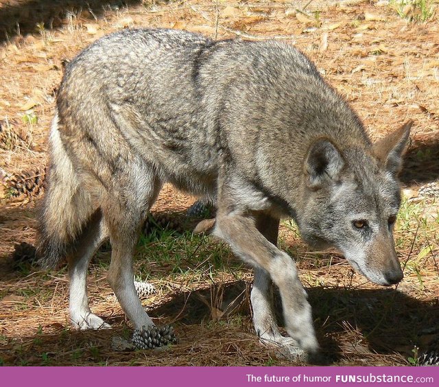 Red Wolf. Critically Endangered