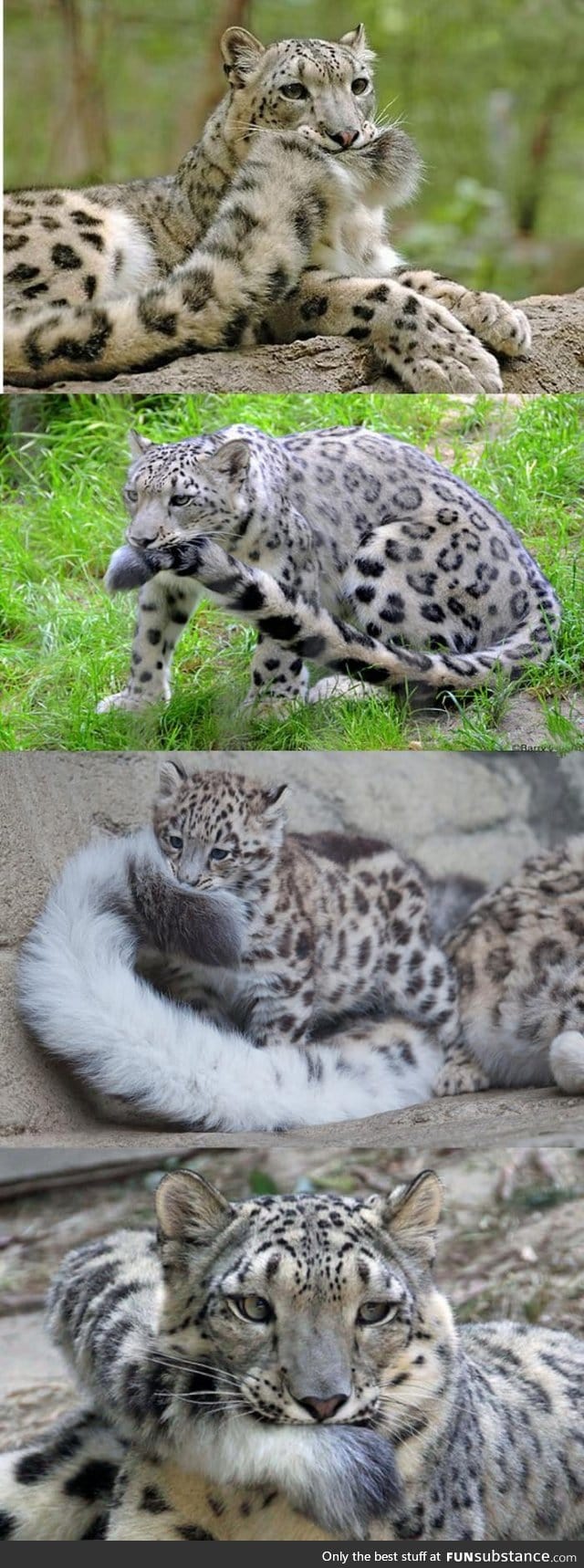 This. This is why Snow Leopards are the best big cats~