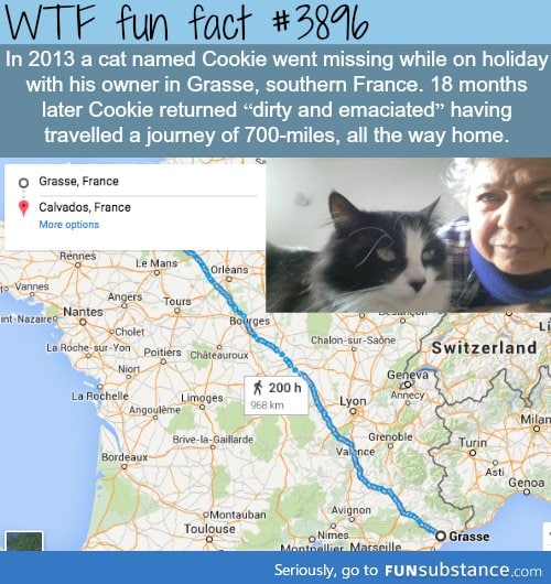 this cat traveled across france to find it's owner