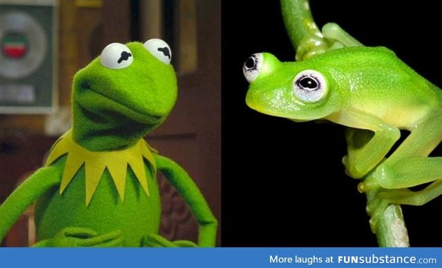 Newly discovered species of frog looks like Kermit