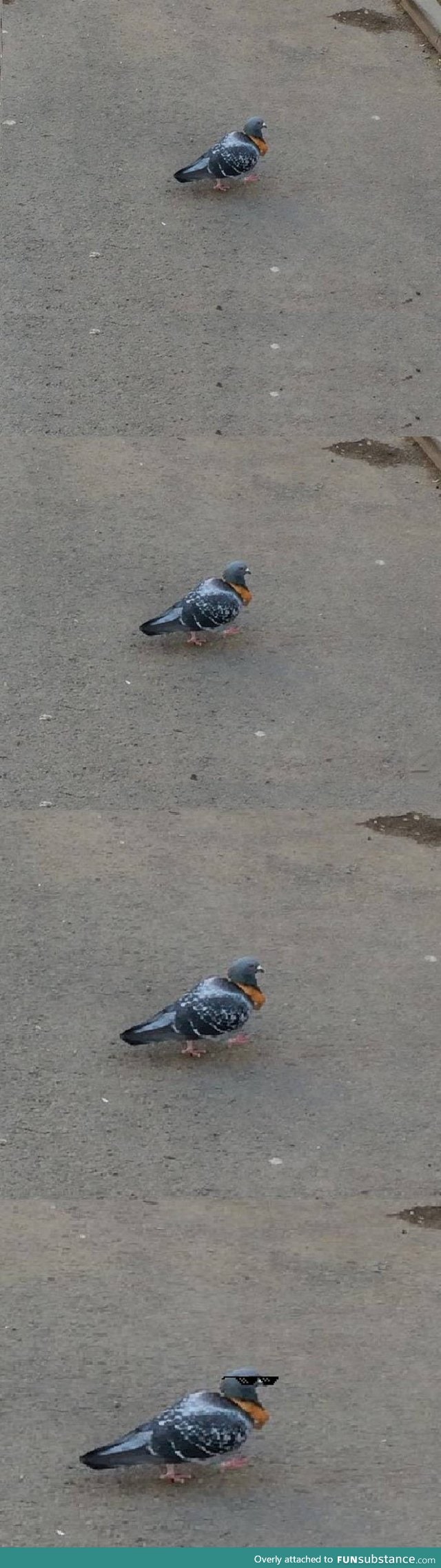 This pigeon was walking around with a crust of bread around the neck