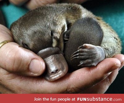 Day 169 of your daily dose of cute: platypi are the weirdest things