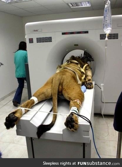 A lion gets a cat scan