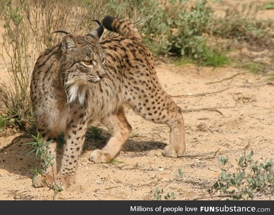 Iberian lynx. Critically Endangered