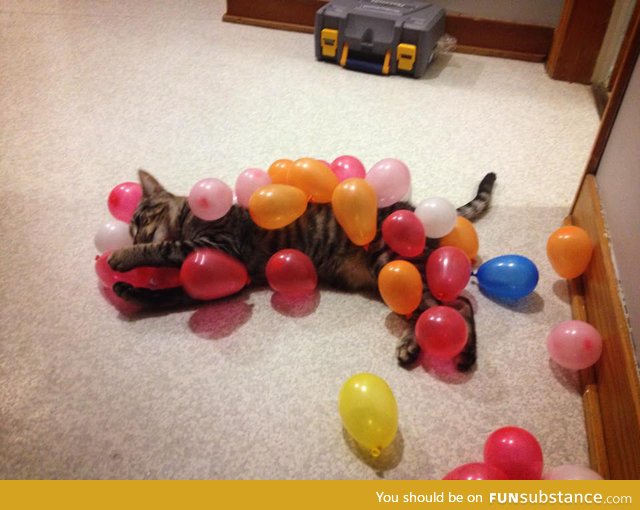 ... And this is why we can't have birthdays with a cat in the house