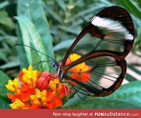 The glasswing butterfly