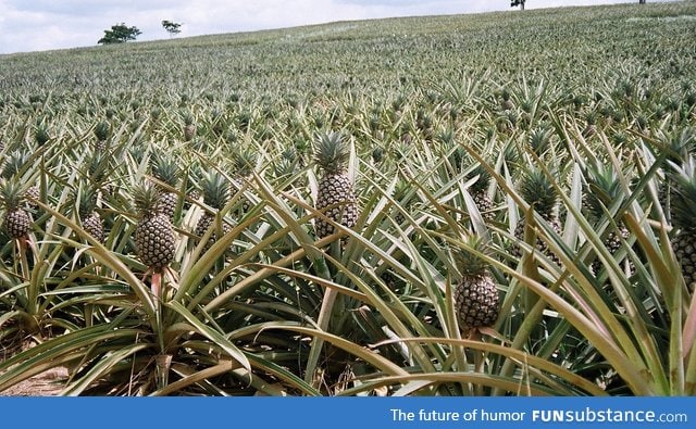 I thought pineapples grew on trees like apples...