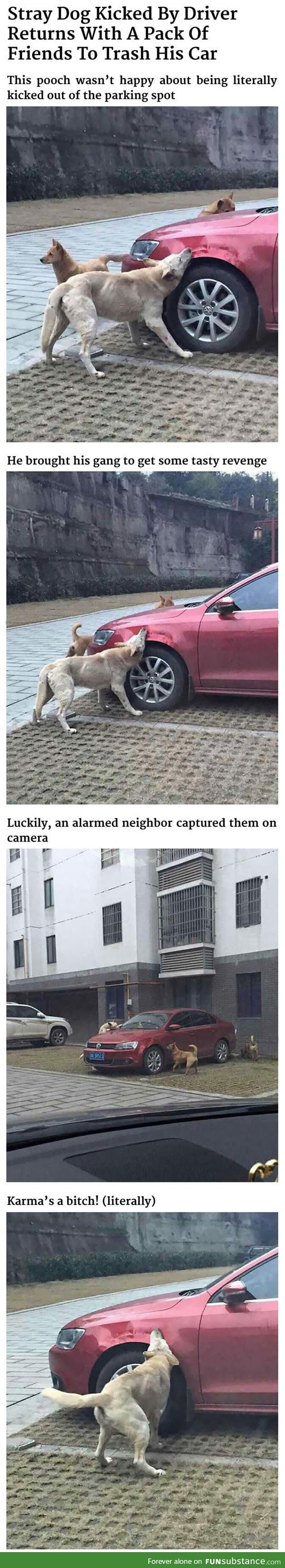 Dogs getting revenge