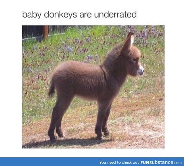 Dailydoseofcute; baby donkey request?