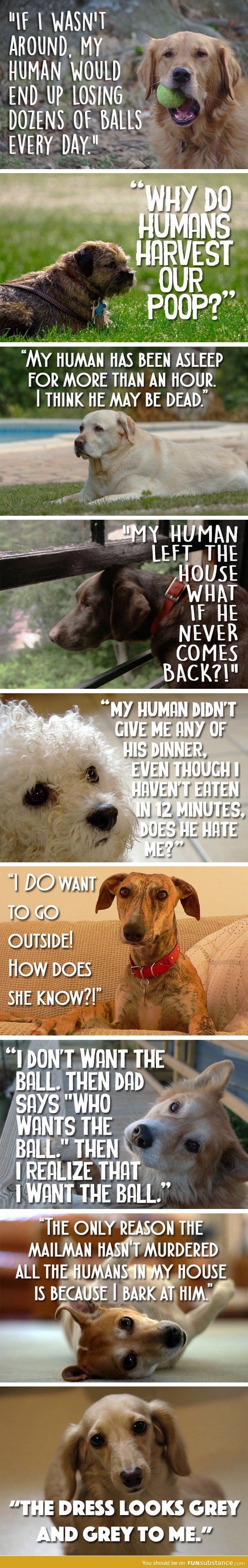 Dog thoughts
