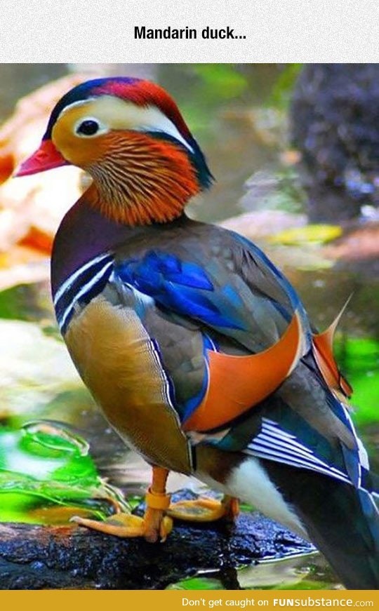 So colorful and majestic