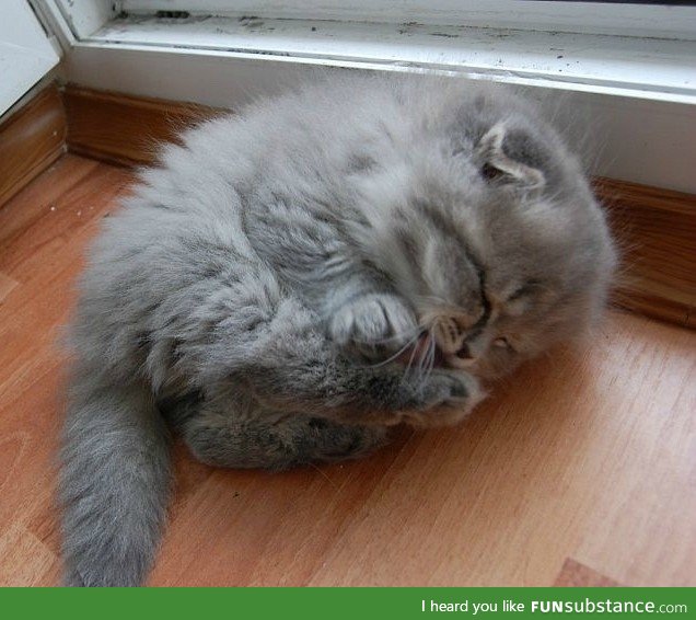 Here we see a baby wigglefloof cleaning its tiny squishbeans