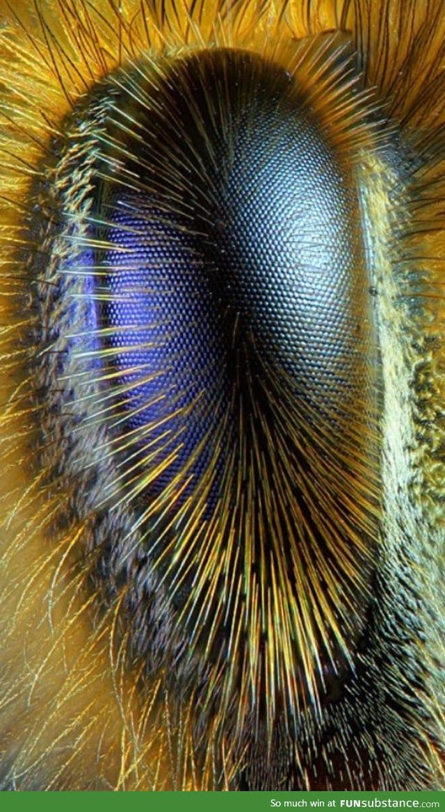 Honeybee eye