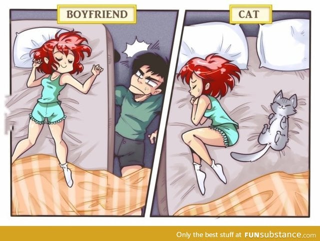 Boyfriend vs cat