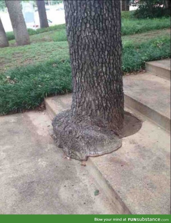 This tree looks like it's melting