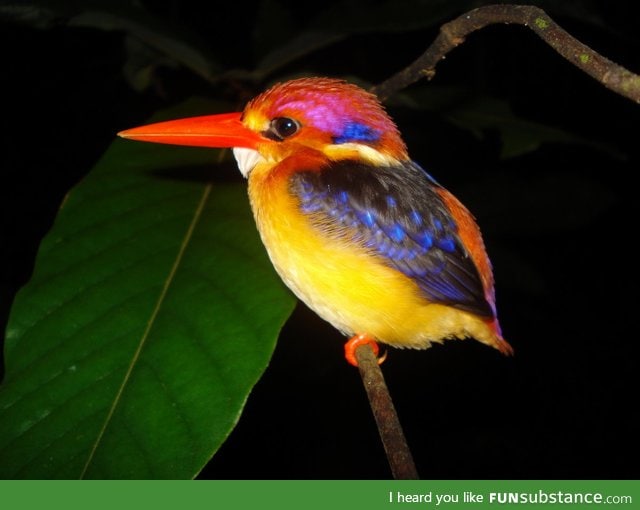 The Dwarf Kingfisher, pocket sized for easy transport