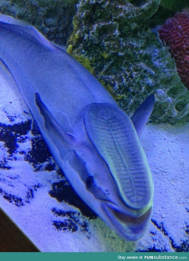 This fish at the aquarium looks like someone stepped on his face