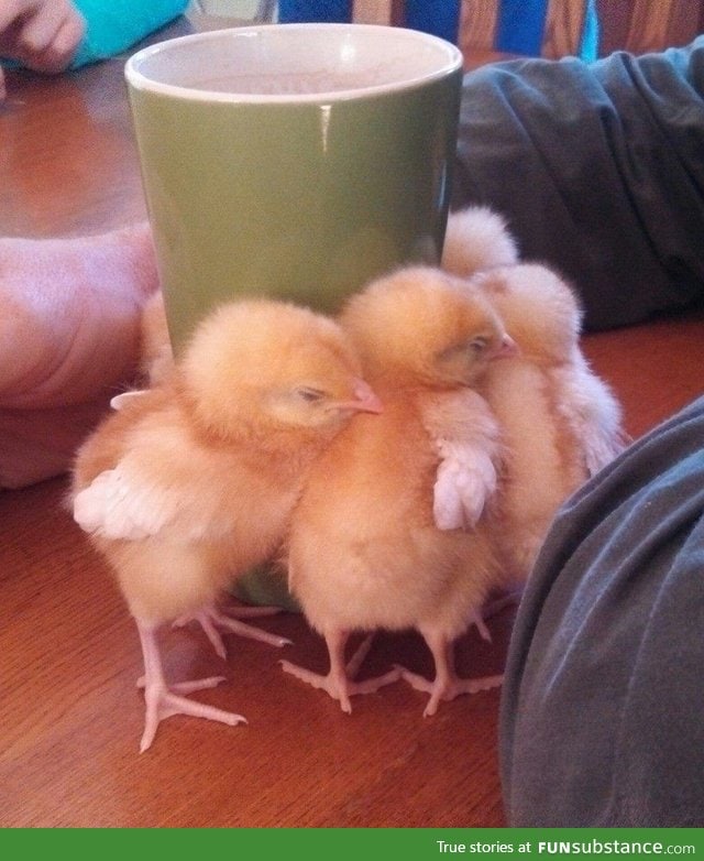 3 day old baby chicks enjoying the warmth from coffee mug